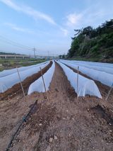 팜모닝 고추·영농일지 게시글 이미지