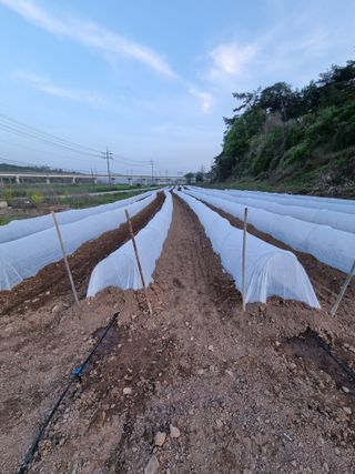 배추님의 고추 · 영농일지 작성글 사진