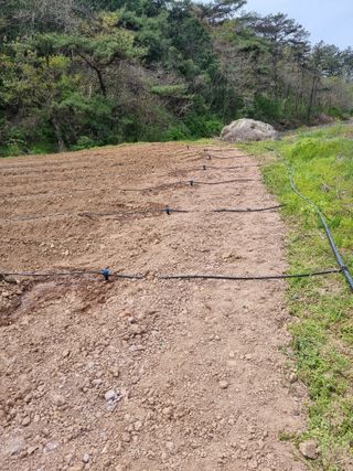 배추님의 고추 · 영농일지 작성글 사진