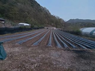 청주 미원 최재수님의 고추 · 영농일지 작성글 사진