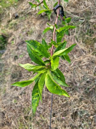 허영무님의 복숭아 · 병해충상담 작성글 사진