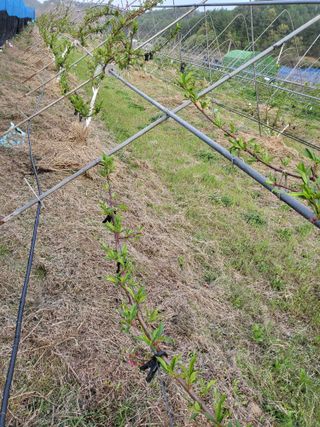 허영무님의 복숭아 · 병해충상담 작성글 사진