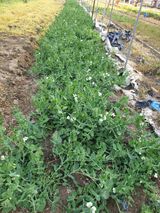 팜모닝 자유주제·자유게시판 게시글 이미지