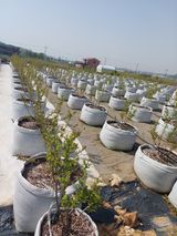 팜모닝 농사, 무엇이든 물어보세요!·참여글 게시글 이미지