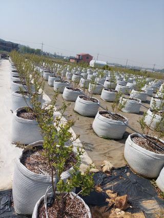 김경자님의 농사, 무엇이든 물어보세요! · 참여글 작성글 사진