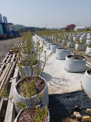 김경자님의 농사, 무엇이든 물어보세요! · 참여글 작성글 사진