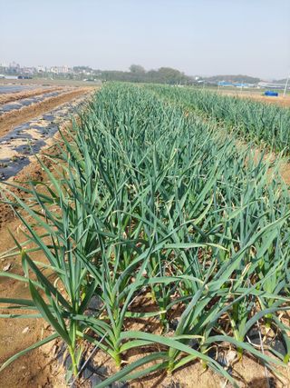 김경자님의 농사, 무엇이든 물어보세요! · 참여글 작성글 사진