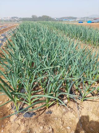 김경자님의 농사, 무엇이든 물어보세요! · 참여글 작성글 사진