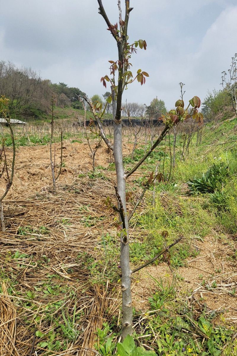 장터 상품 [껍질앏은 신품종호두나무 온185 2년생] 썸네일