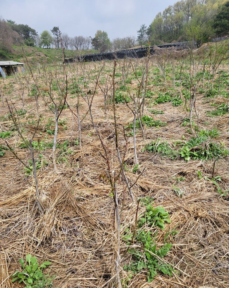 호두묘목판매,재배농님의 장터 판매 상품 [껍질앏은 신품종호두나무 온185 2년생] 첨부 사진