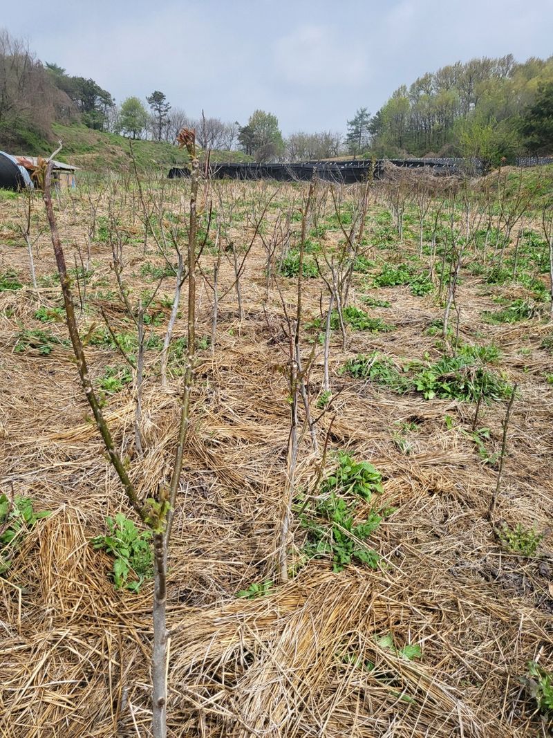 호두묘목판매,재배농님의 장터 판매 상품 [껍질앏은 신품종호두나무 온185 2년생] 첨부 사진