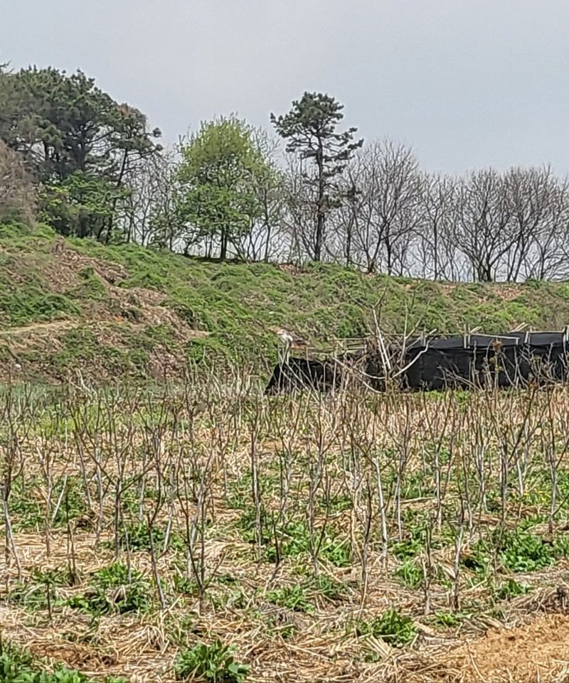 호두묘목판매,재배농님의 장터 판매 상품 [껍질앏은 신품종호두나무 온185 2년생] 첨부 사진