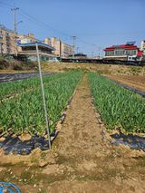 팜모닝 최근에 산 것 자랑하기·참여글 게시글 이미지