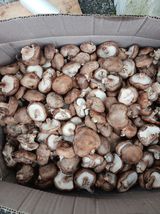 팜모닝 최근에 산 것 자랑하기·참여글 게시글 이미지