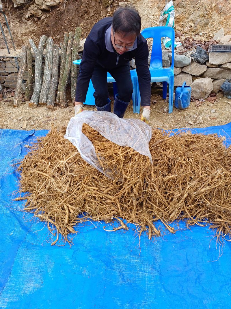 장터 상품 [도라지1kg] 썸네일