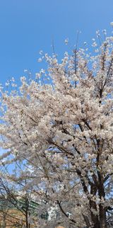 팜모닝 자유주제·자유게시판 게시글 이미지