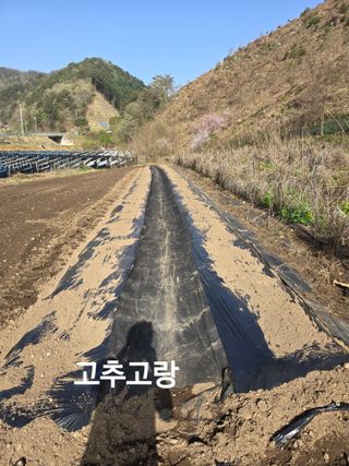 홍천 손춘목 님의 고추 · 영농일지 작성글 사진