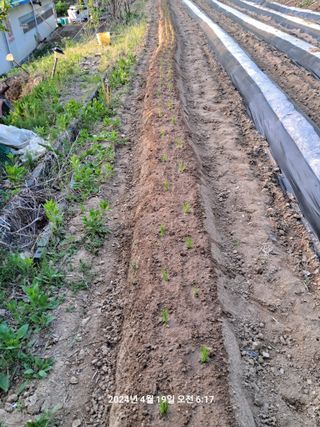 이태봉님의 파 · 영농일지 작성글 사진