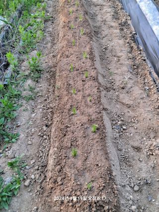 이태봉님의 파 · 영농일지 작성글 사진