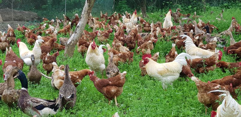 장터 상품 [방사유정란.오리알판매] 썸네일