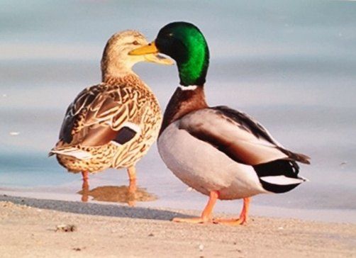 계초님의 장터 판매 상품 [방사유정란.오리알판매] 첨부 사진