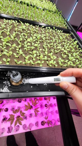 윤대권님의 상추 · 영농일지 작성글 사진