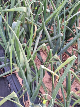 로즈마리님의 양파 · 자유게시판 작성글 사진