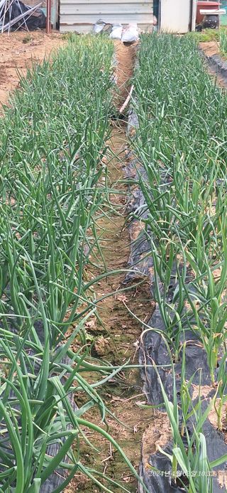 로즈마리님의 양파 · 자유게시판 작성글 사진