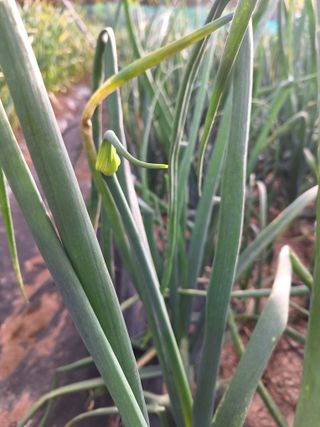 로즈마리님의 양파 · 자유게시판 작성글 사진