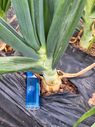 로즈마리님의 양파 · 자유게시판 작성글 사진