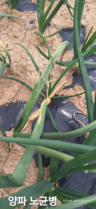 로즈마리님의 양파 · 자유게시판 작성글 사진