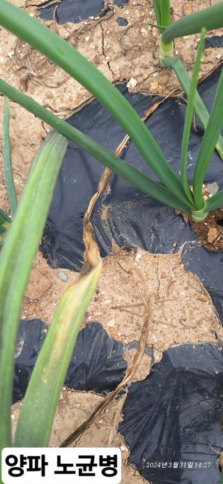 로즈마리님의 양파 · 자유게시판 작성글 사진