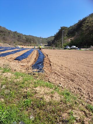 박수정님의 고추 · 영농일지 작성글 사진