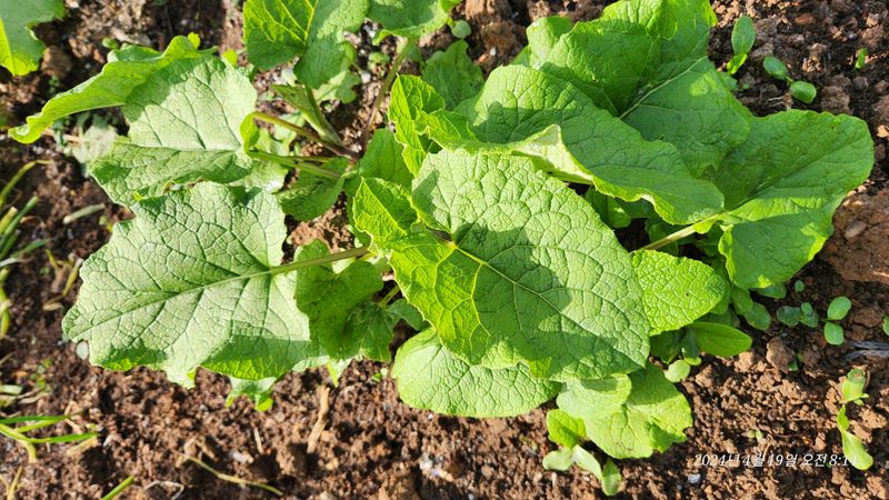 지리산행복농부님의 장터 판매 상품 [(판매완료ㅡ이제없어요)우엉모종10개] 첨부 사진