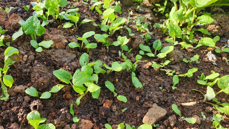 지리산행복농부님의 장터 판매 상품 [(판매완료ㅡ이제없어요)우엉모종10개] 첨부 사진