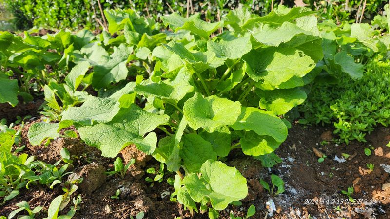 지리산행복농부님의 장터 판매 상품 [(판매완료ㅡ이제없어요)우엉모종10개] 첨부 사진