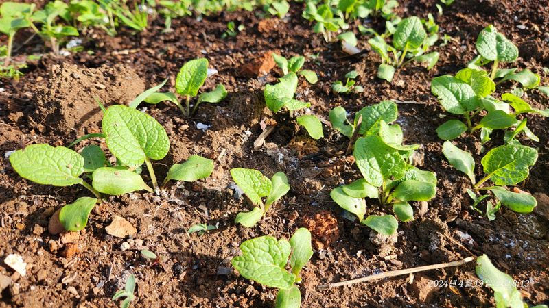 지리산행복농부님의 장터 판매 상품 [(판매완료ㅡ이제없어요)우엉모종10개] 첨부 사진