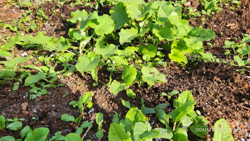 지리산행복농부님의 장터 판매 상품 [(판매완료ㅡ이제없어요)우엉모종10개] 첨부 사진