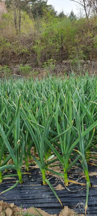 정효순님의 자유주제 · 사진전 작성글 사진