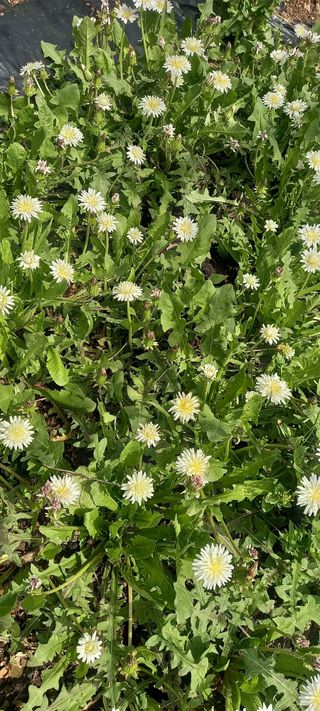 장만월님의 자유주제 · 자유게시판 작성글 사진