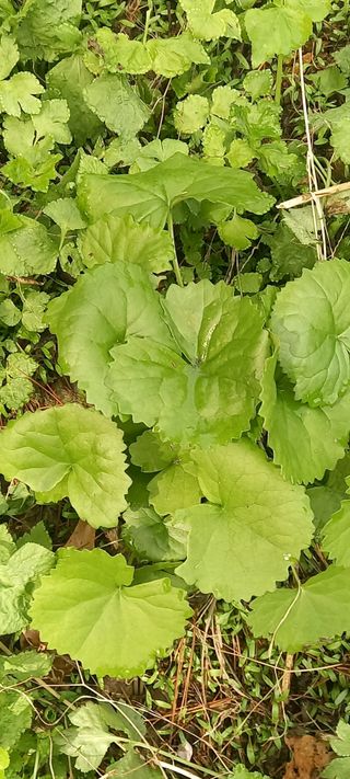 장만월님의 자유주제 · 자유게시판 작성글 사진