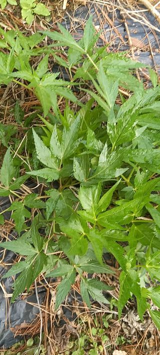 장만월님의 자유주제 · 자유게시판 작성글 사진