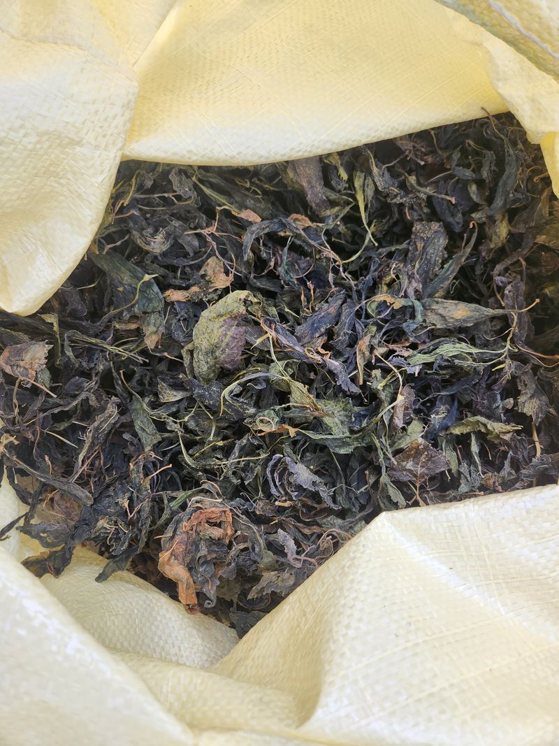 장지영님의 장터 판매 상품 [건취나물500g] 첨부 사진