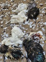 팜모닝 자유주제·자유게시판 게시글 이미지