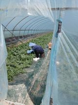 팜모닝 기타작물·영농일지 게시글 이미지