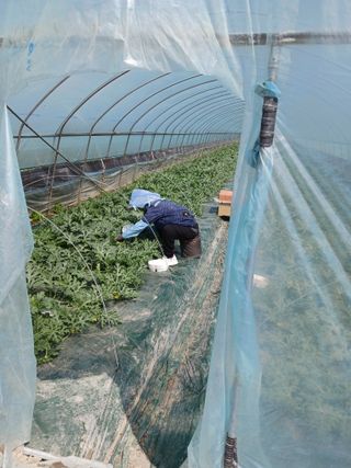 이희승님의 기타작물 · 영농일지 작성글 사진