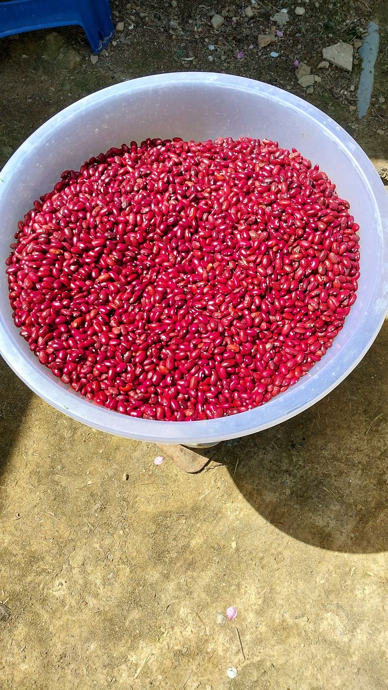 장터 상품 [  키작은양대 8키로(완료)] 썸네일