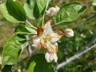 평광동사과님의 사과 · 병해충상담 작성글 사진