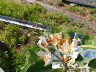 평광동사과님의 사과 · 병해충상담 작성글 사진