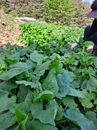 박성균님의 기타작물 · 영농일지 작성글 사진